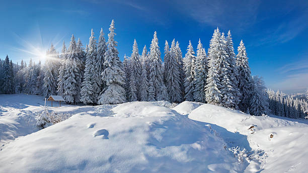 istock Winter fairy tale after heavy snowfall in the mountain forest 470919535