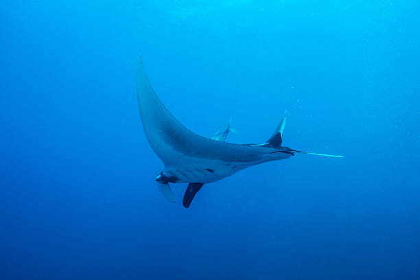 istock Swimming Manta Ray under water in Similan Islands, thailand 470919932