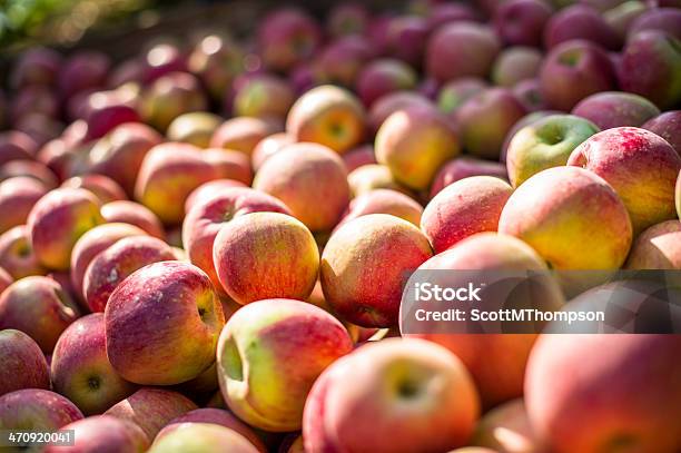 Apples In A Bin Stock Photo - Download Image Now - Apple - Fruit, Washington State, Apple Orchard