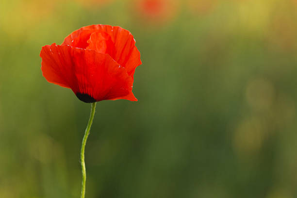 istock one poppy flower on green background 470920546