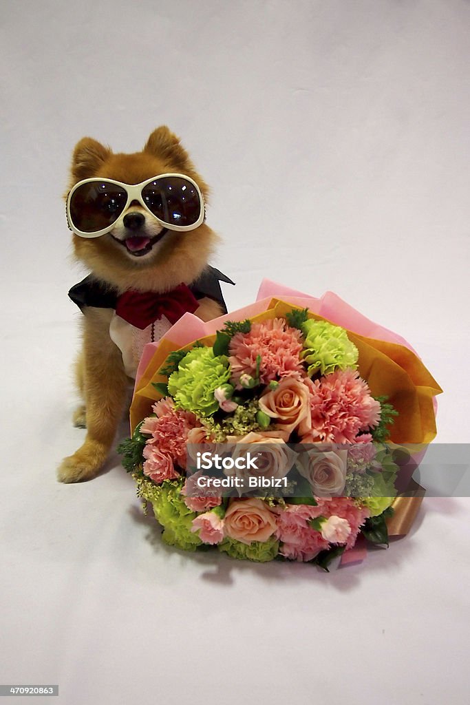 Little dog in tux and flower bouquet Happy valentine with little dog and flower bouquet Animal Mouth Stock Photo