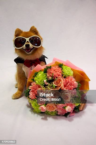 Little Dog In Tux And Flower Bouquet Stock Photo - Download Image Now - Animal Mouth, Animal Tongue, Bouquet
