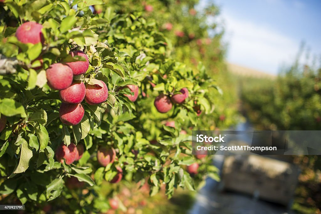 Свисающими с Apple дерево - Стоковые фото Штат Вашингтон роялти-фри