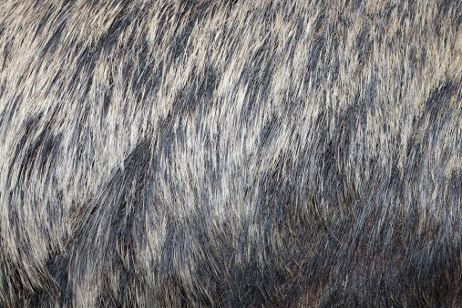 european wild boar ( sus scrofa ) textured real  fur