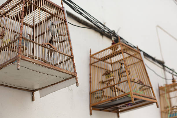 istock Asian birds hang from three bamboo cages, Bangkok, Thailand. 470922916