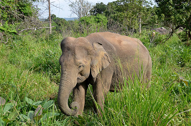 istock little gray elephant hiding in green grass in nature 470922978