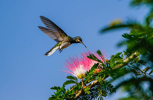 Hummingbird on a flower stock photo