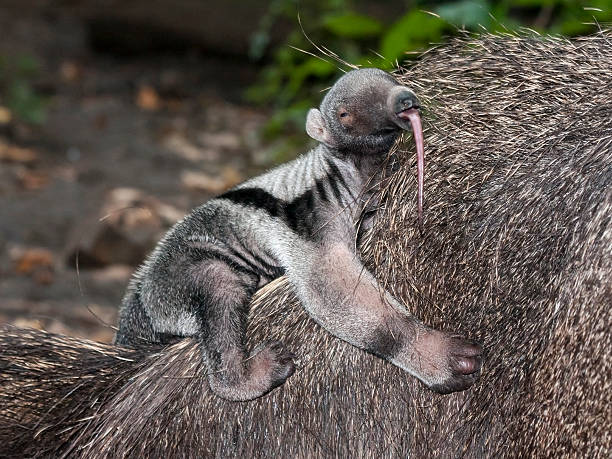 Giant anteater baby Giant anteater (Myrmecophaga tridactyla) baby anteater stock pictures, royalty-free photos & images