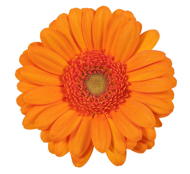 istock Single orange gerbera flower isolated on white background 470924230