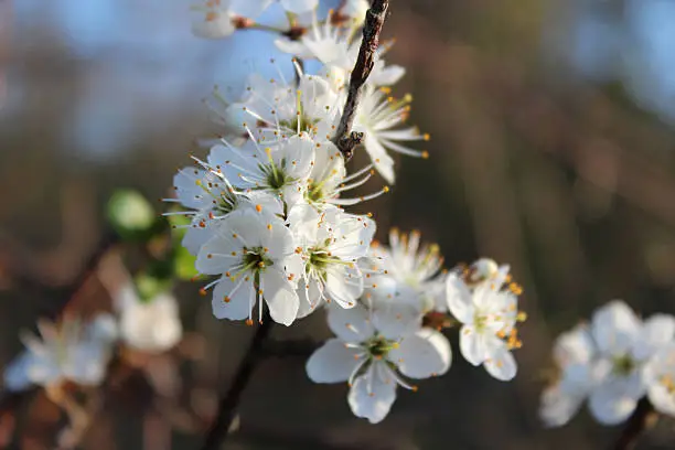 the first blossom in spring, of the blackthorn