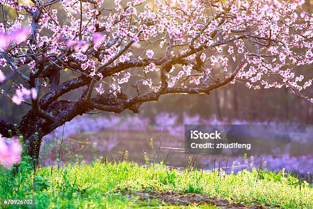 Peach Blossomgreen Grass With Sunshine Stock Photo - Download Image Now - 2015, Agricultural Field, Beauty In Nature