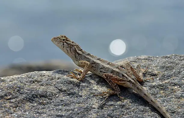 Photo of little lizard on the rock watching in nature detail photo