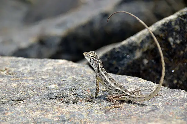 Photo of little lizard on the rock in nature
