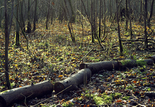 Log Line, Bagley Woods, UK