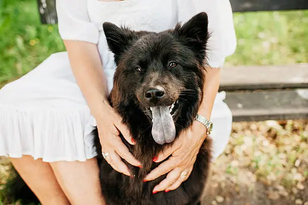 Eurasier dog and senior woman