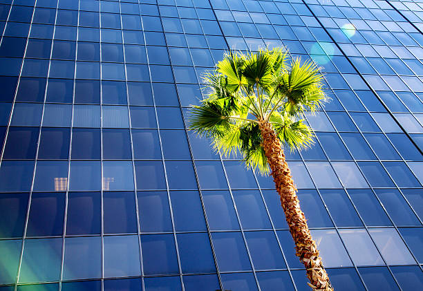 istock Lone Palm tree in front of huge office building 470927806