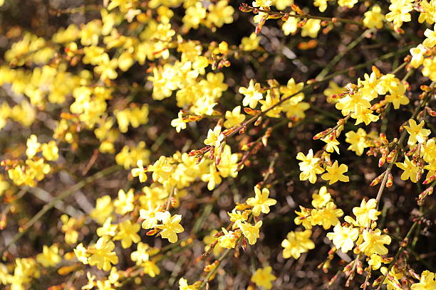 istock Jasminum nudiflorum, 470927927