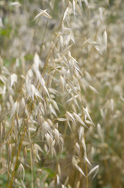 Wild Oat (Avena fatua/sterilis) The commonest oat growing wild in most areas in Europe, annual with stems to 100cm. avena fatua stock pictures, royalty-free photos & images