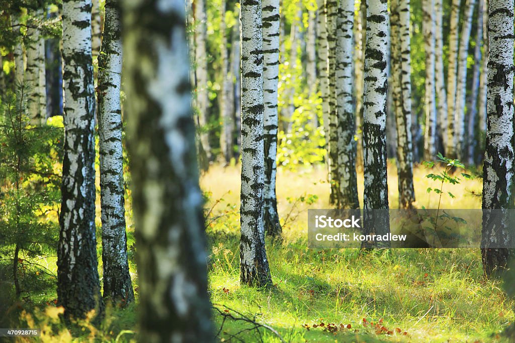 Spring Birch floresta-sol brilhando entre árvores - Foto de stock de Arbusto royalty-free