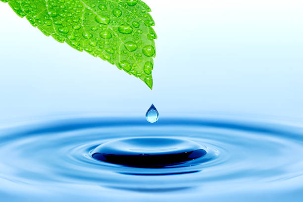 istock Water droplet falling from a green leaf into a pool of water 470928913
