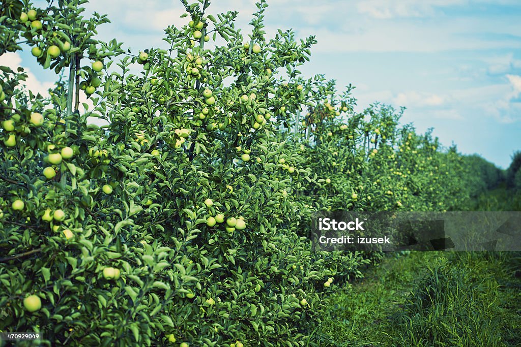 りんごの果樹園 - カラー画像のロイヤリティフリーストックフォト