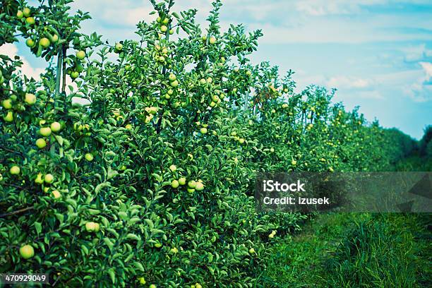 りんごの果樹園 - カラー画像のストックフォトや画像を多数ご用意 - カラー画像, リンゴ, リンゴの木