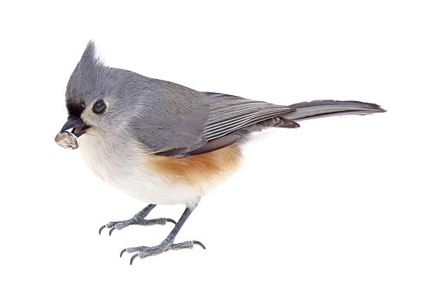 mangia un seme titmouse dai ciuffi - tufted tit foto e immagini stock