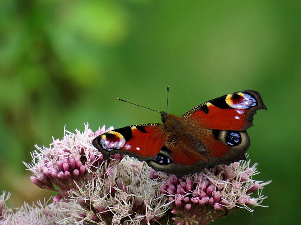 istock European Peacock Butterfly 470931926
