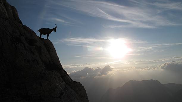 istock sunset with mountain goat in Julian Alps 470932042