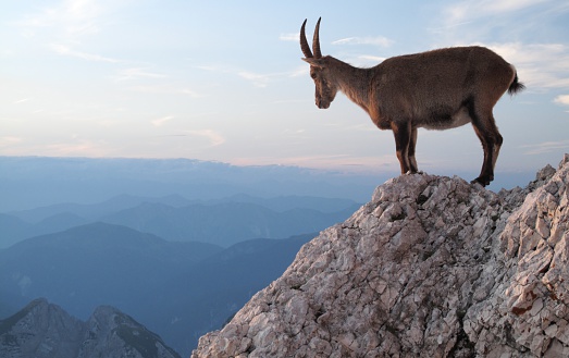 Goat with long horns spoted - animal between the vegetation in the forest, Montserrat mountain, Barcelona.