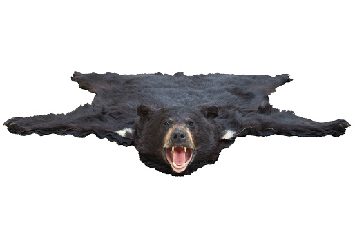 A low angle view of a black bearskin rug isolated on white background