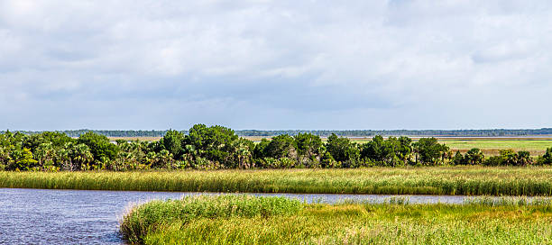 istock swamp land at Apalachicola 470932516