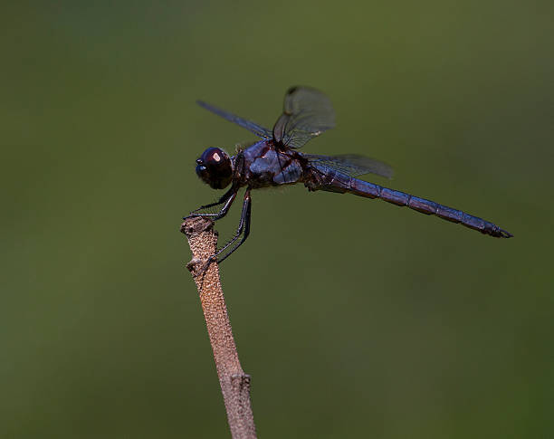 istock Purple dragonfly waiting on a stick 470933084