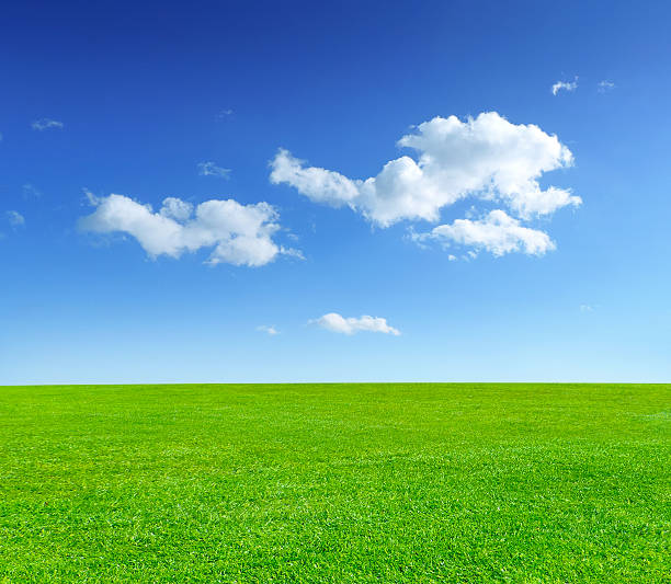 prato estivo - grass and blue sky foto e immagini stock