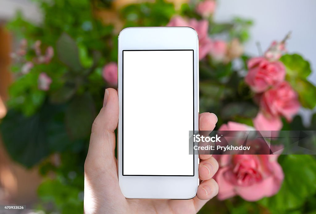 female hand holding a phone with isolated screen female hand holding a white phone with isolated screen on a background of rose bushes 2015 Stock Photo