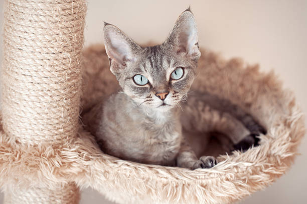 istock Beautiful cat sitting on the scratching post 470933805
