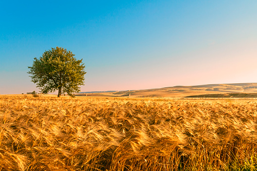 SUMMER LANDSCAPE.Between Puglia and Basilicata: corn field at dawn. (ITALY)