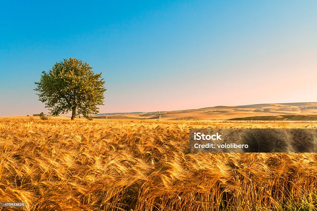 Verão LANDSCAPE.Between Puglia e Basilicata: Campo de milho no amanhecer. (Itália) - Foto de stock de Trigo royalty-free