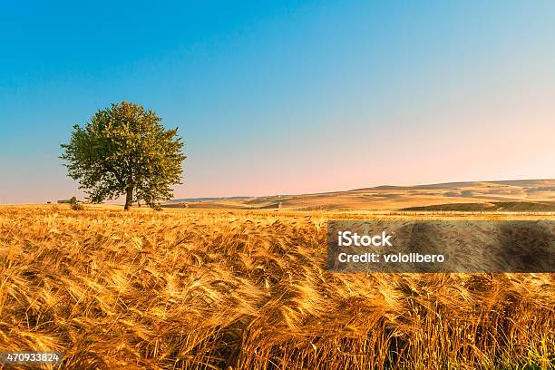 Foto de Verão Landscapebetween Puglia E Basilicata Campo De Milho No Amanhecer e mais fotos de stock de Trigo