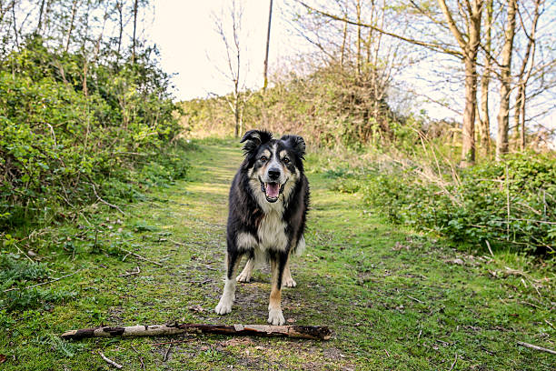 istock Border collie on grassy path carrying a stick 470933944