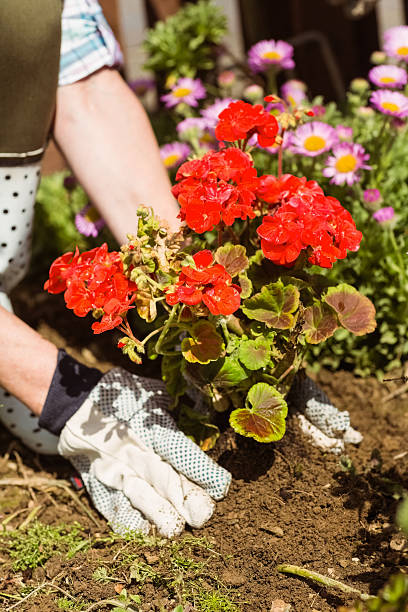istock Woman planting a red flower 470933996
