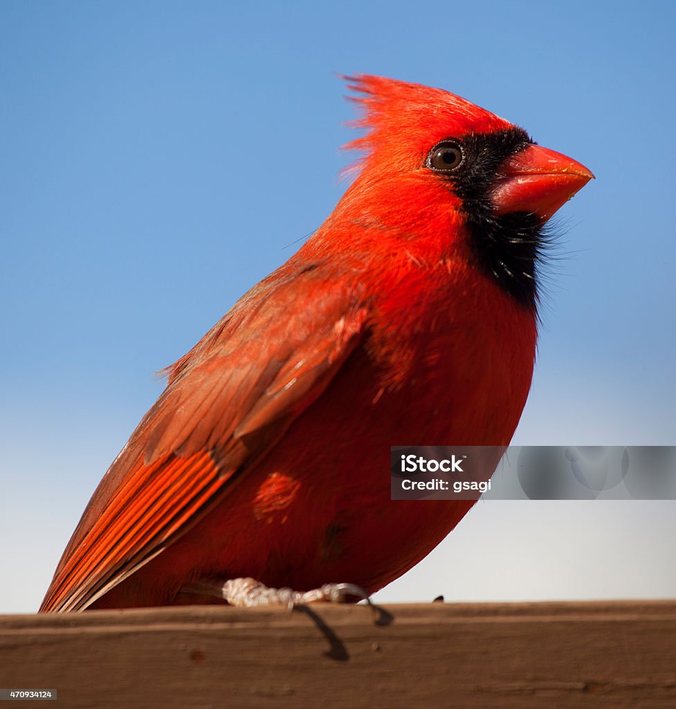 Male cardinal resting on wood Bright red cardinal on a board on a stained brown deck with blue sky behind 2015 Stock Photo
