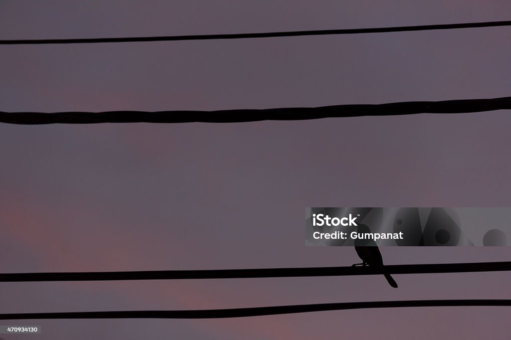 silhouette bird perch on cable line at sunset time Flock Of Birds Stock Photo