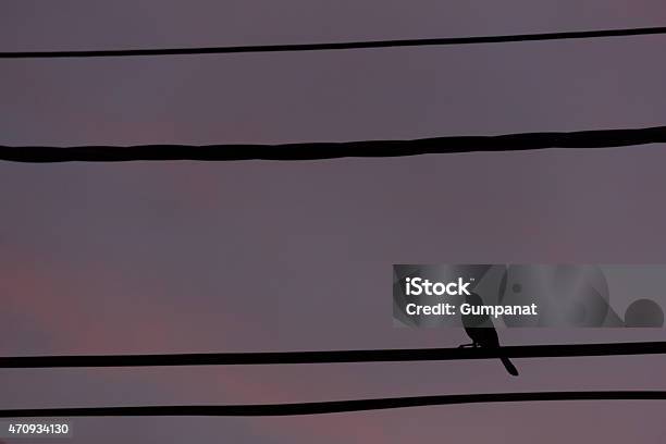 Silhouette Bird Perch On Cable Line At Sunset Time Stock Photo - Download Image Now - Flock Of Birds, 2015, Animal