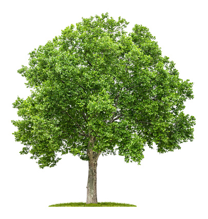 istock isolated plane tree on a white background 470934338