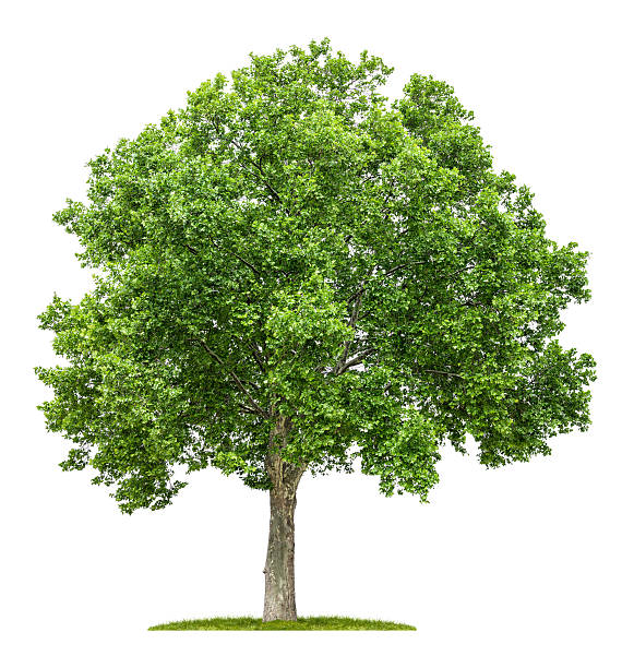 isolated plane tree on a white background stock photo