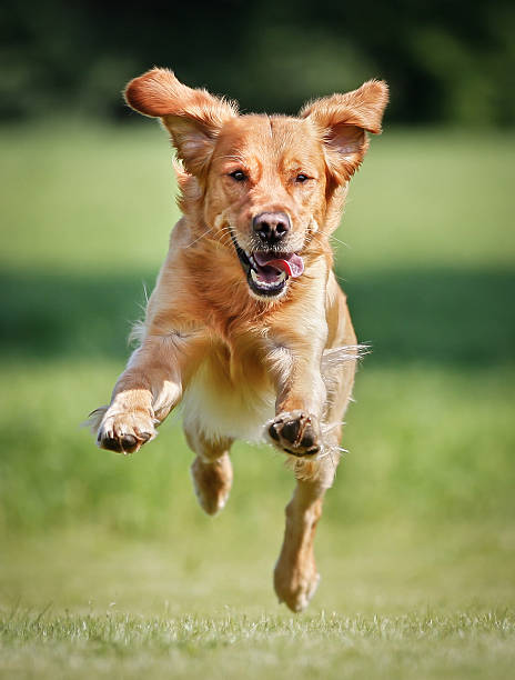 Close-up of golden retriever dog running outside stock photo