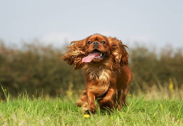 istock Pedigree Cavalier King Charles Spaniel Dog 470935138