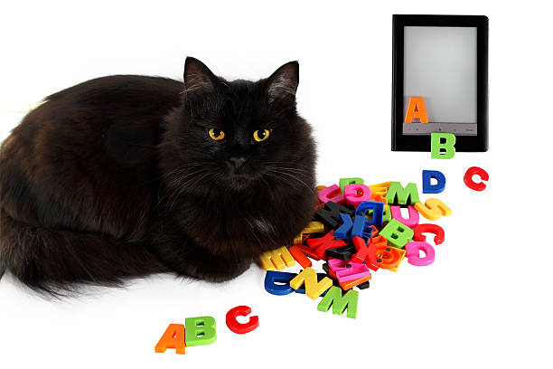 Alphabet and black cat with electronic book on white background.