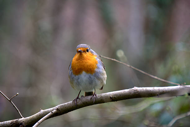 istock the scarlet tanager bird 470937890